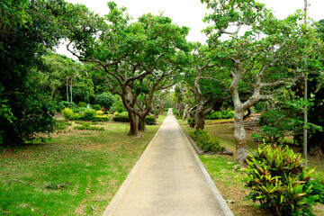 Fototapeta na wymiar 宮古島の熱帯植物園