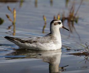 Grey Phalarope, Phalaropus fulicarius cruising past on the shoreline among grass and reeds searching for food in the shallow water. Taken at Stanpit Marsh UK