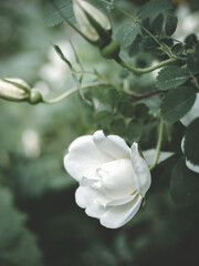 Fototapeta na wymiar white rose on a green background