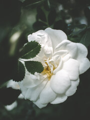 Obraz premium garden white rose