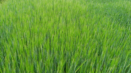 Nahaufnahme eines Getreidefeldes als abstraktes natürliches Hintergrundbild