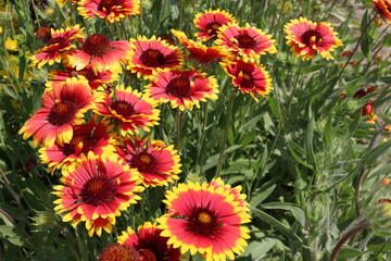 
Bright yellow rudbeckia flowers bloom in the summer garden