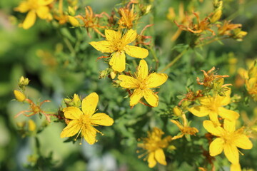 
Bright yellow hypericum flowers blooming in the summer meadow