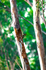 woodpecker on tree