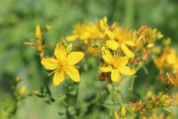 
Bright yellow hypericum flowers blooming in the summer meadow