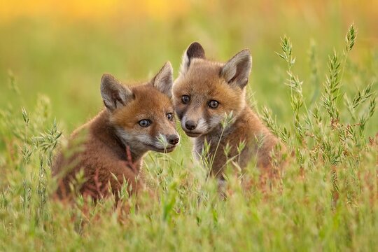 Cute Baby Foxes Playing In A Green Grassy Field At Daytime