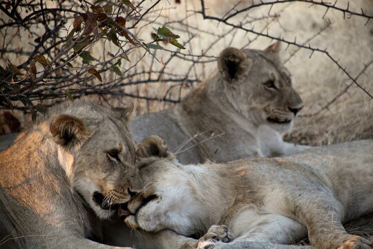 Namibia, Etosha park, young lions, rest in the shade of vegetation