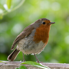 Robin red brest perched on a garden fence