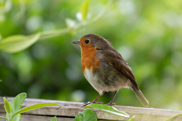 Robin red brest perched on a garden fence
