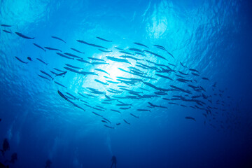 underwater world and school of fish