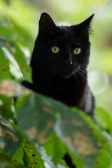 Naklejka na ściany i meble Closeup of black cat hiding behind the leaves of a chestnut tree