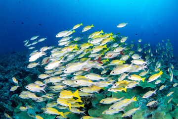 Fototapeta na wymiar coral reef and snapper fishes