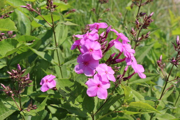 
Pink phlox bloom in the garden in summer