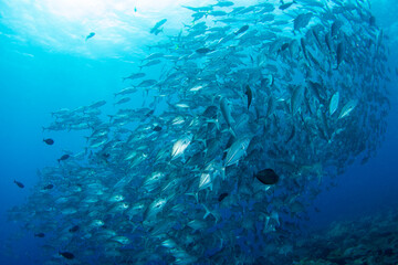 coral reef and trevally fish