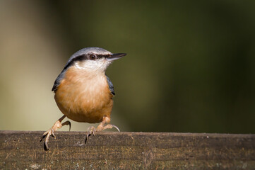 Nuthatch sitting on gate