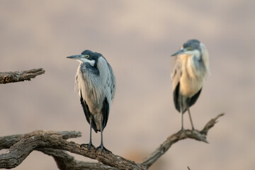 Two gray herons perched on dead tree branches, South Africa.