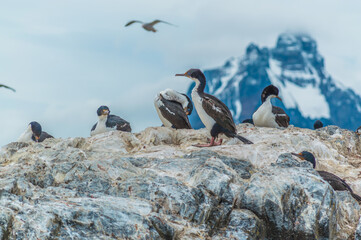 Fototapeta premium Insland of the Penguins in Ushuaia