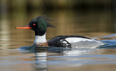 Profile Of A Male Red Breasted Merganser, Mergus Serrator, Swimming On A Lake Looking For Food