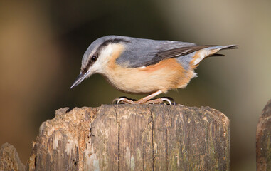 Profile Of A Nuthatch, Sitta Europea, Sitting On A Fence Post. UK