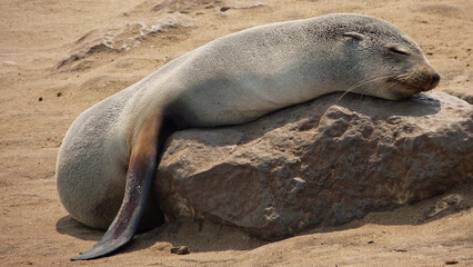 Obraz premium Namibia, Cape Cross Seal Reserve, Sea lion sleeps lying on rock
