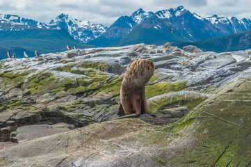 Sealion animal in the rocks at the island of ushuaia
