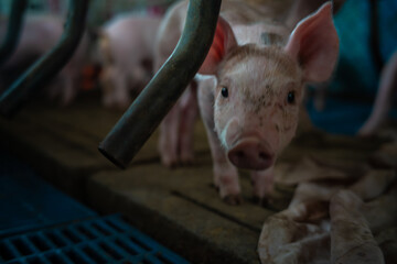 Small piglet in breeding pig farm