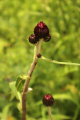 Бутон цветка