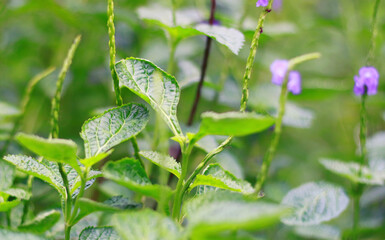 Velvetberry or Stachytarpheta mutabilis plant in the garden.