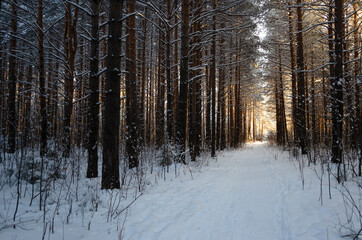 Bright light at the end of a dense pine alley. Winter coniferous forest. Fairytale, mystical,...