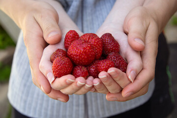 Red large strawberries lie in the hands of a light-skinned girl with a manicure. The hands of the girls are hugged by a young man.