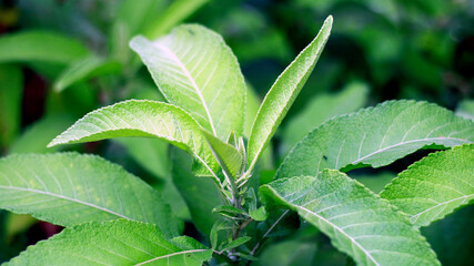 Ngai champor or Blumea balsamiferaplant in the garden.