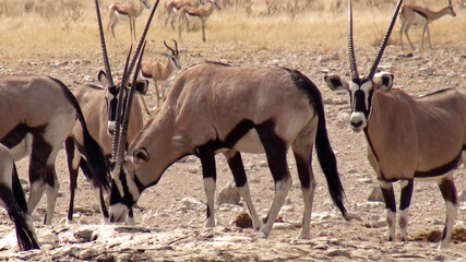 Namibia, Etosha Park, a puddle of water attracted around dozens of animals