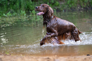 Setter wet dog crawled out of the water