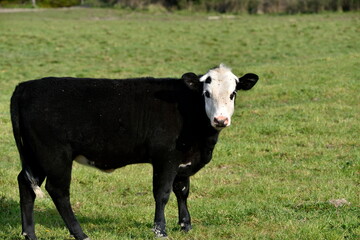 the bull is grazing in a meadow
