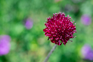 pink flower in the garden