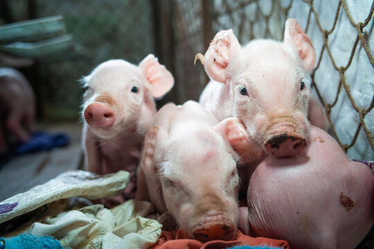 Small piglet in breeding pig farm