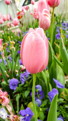 pink tulip flowers  in Heilbronn in Germany 