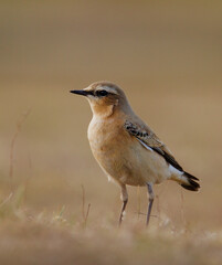 Profile Shot Of A Wheatear, Oenanthe oenanthe, Standing Upright On A Grassy Sand Dune Looking For Insects, Food. Taken at Stanpit Marsh UK