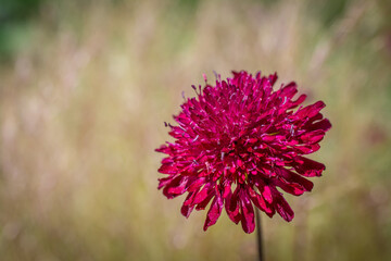 purple thistle flower