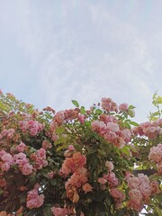 pink cherry blossom