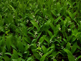 Fototapeta premium Green with white background from blooming lilies of the valley