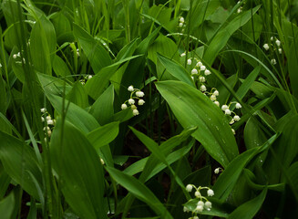 Lilies of the valley - white flowers and green leaves in a meadow in spring