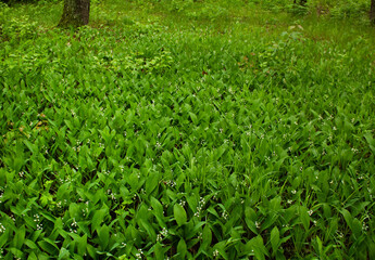A large meadow of white lilies of the valley in the forest in early summer