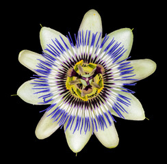 Passionsblume auf schwarzem Hintergrund © natros