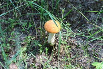 
Boletus mushroom growing in the grass in a forest glade