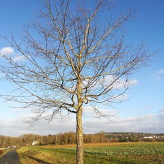 Obraz premium arbre en hiver 