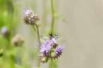 Makroaufnahme einer Schwebfliege an lila Blüte