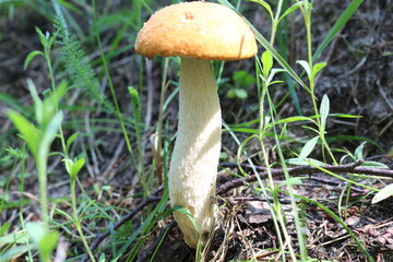 
Boletus mushroom growing in the grass in a forest glade