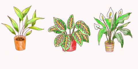 Various potted plants. Hand drawing with pencils and pastels.
