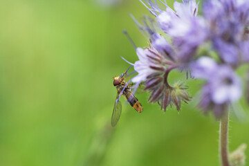 Makroaufnahme einer Schwebfliege an lila Blüte